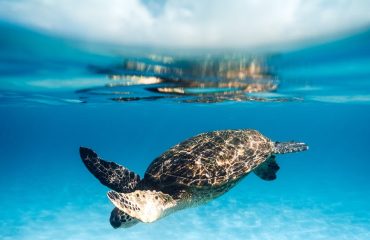 pexels-photo-7925841 turtle swimming in blue clear sea