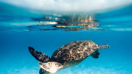 pexels-photo-7925841 turtle swimming in blue clear sea